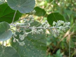 Image result for Abutilon longicuspe