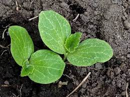 Thin to 1 strong seedling per group to give vines room to ramble. Pumpkin Growing How And When To Plant Pumpkin Seeds