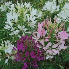 Image result for Cleome spinosa