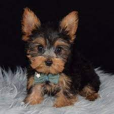 Yorkie Puppies For Sale In Pa Yorkie Puppy Adoptions Yorkshire Terrier And Yorkshire Terriers Yorks Yorkie Puppy Terrier Puppies Yorkshire Terrier Puppy Yorkie