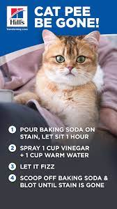 Diy Cat Stain Odor Remover That Actually Works Hill S Pet Cat Pee Cat Stain Cat Diy