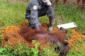 Check spelling or type a new query. Animals Gone Wild Orangutan Evacuated After Entering Village In East Kalimantan Indonesia Halaman All Kompas Com