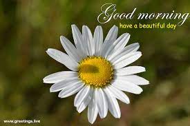 Use them in commercial designs under lifetime, perpetual & worldwide rights. Greetings Live Free Daily Greetings Pictures Festival Gif Images Good Morning Wishes Beautiful White Flower Greetings Free Images