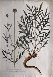 Image result for Dipsacaceae