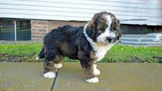 These adorable, friendly, and loving pug puppies are playful and make a great addition to any family. 26 Puppies Ideas Puppies Bernedoodle Bernedoodle Puppy
