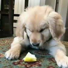 Goldies World On Instagram Try A Lemon It S Good They Said My Humans Think They Re Funny Sound On Tag Your Friends Dog Photos Funny Dogs Cutie