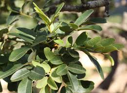 Image result for Macledium poggei