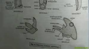 نتیجه جستجوی لغت [appendages] در گوگل