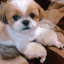 I breed for temperament, intelligence, quality, health, color variety and (attempt to breed) for imperial size. Beautiful Shih Tzu Puppies For Sale Home Facebook