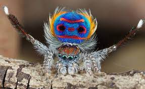 Peacock spiders only communicate during mating season. The Peacock Spider S Adorable Dance Moves Will Captivate You Cbs News