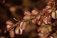 Image result for Phaeoptilum spinosum
