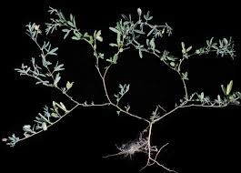 Image result for Crotalaria podocarpa