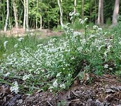Image result for Galium ossirwaense