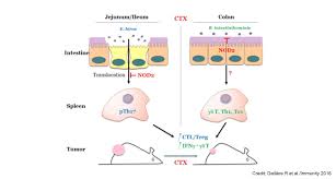 Image result for Cyclophosphamide