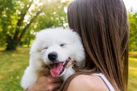 Maybe you would like to learn more about one of these? Samoyed Adoption Where To Look
