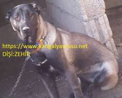 Damizlik Disi Kangallar Satilik Kangal