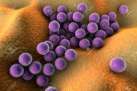 Diese bakterien können gegen das antibiotikum methicillin und auch die meisten anderen antibiotika resistent, also unempfindlich werden. Bakterien Staphylococcus Aureus Mrsa Auf Der Oberflache Der Haut Oder Schleimhaut 3d Darstellung Lizenzfreie Fotos Bilder Und Stock Fotografie Image 73933536