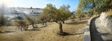 The largest ethnic groups in israel are jews (75%), followed by arabs (20%) and other minorities (5%). Israel S Family Tree Who Is Israel In The Bible Sponsor An Olive Tree In Israel