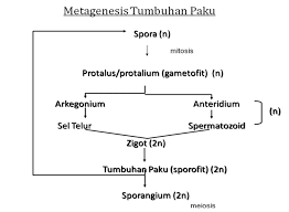 Maybe you would like to learn more about one of these? Metagenesis Pengertian Proses Contoh Dan Penjelasan