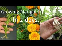 Start your plant at 12 hours of light per day. Growing Marigold From Cuttings Easiest Way Youtube Growing Marigolds How To Grow Marigolds Marigold