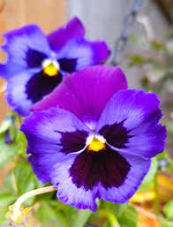 Violet And Purple Flower In November Flowers Photography Purple Flowers Flower Art
