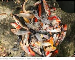 There are various ways you could dispose of a fish depending on how close the fish was to you. Denise Winslow S Blog K O I