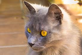 Understand the main symptoms of liver cancer and when and where to get medical help. Liver And Spleen Cancer In Cats Symptoms Causes Diagnosis Treatment Recovery Management Cost