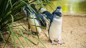 Visit melbourne's luna park and ride the worlds oldest roller coaster! Melbourne Phillip Island Little Penguins Parade Youtube