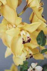 Pin On Cymbidium Close Up