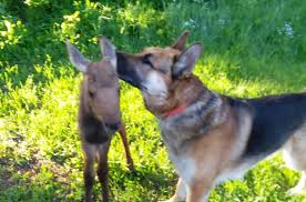 Maybe you would like to learn more about one of these? German Shepherd And Orphaned Moose Become Fast Friends Petguide