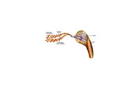 Structure Et Anatomie Du Cheveu Keratine Lissage Japonais Lissage Cheveux Cheveux Soyeux