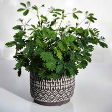 Image result for Mimosa pudica