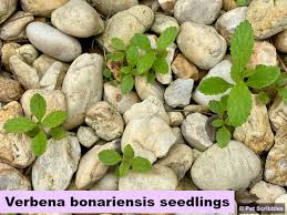 Learn how to do just about everything at ehow. Verbena Bonariensis Garden Must Have Or Invasive Weed Garden Sanity By Pet Scribbles