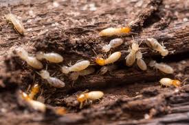 Thank you for trusting us to protect your pad & serve our community. Burgess Pest Management Massachusetts Pest Control Serving Cape Cod South Shore