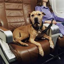 How Airline Travel For Pets Works Howstuffworks