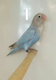 Dblue Dilute Nigrigenis Periquito Passaros Passaro Do Amor