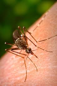 Malaria is caused by plasmodium parasites. Mosquito Borne Diseases