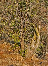 Image result for Adenia fruticosa