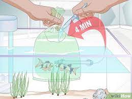 Pour out the excess water in the bag, but leave enough to cover the dorsal fin. 3 Ways To Acclimate A Fish Wikihow