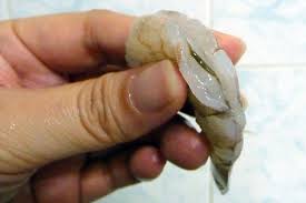 Seafood such as shrimps that do not have fins and scales so they are not halal. Is Prawns Haram Hanafi