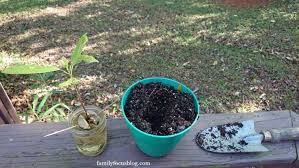 Always eep the roots submerged in water as it grows. Grow Avocado From Seed In Water Simple Instructions