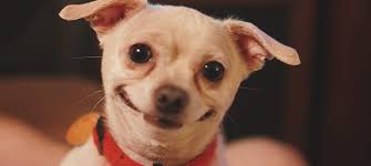 Professional dog trainer explains why dogs are hyperactive and tells you how to solve it. Why Do Female Dogs Hump