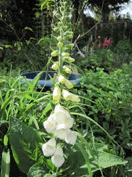 Image result for Digitalis purpurea alba/ red spots