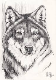 22 Pencil Drawings Of Animals 1001 Ideen Und Inspirationen Fur Bilder Zum Zeichnen In 2020 Wolf Face Drawing Pencil Drawings Of Animals Wolf Drawing