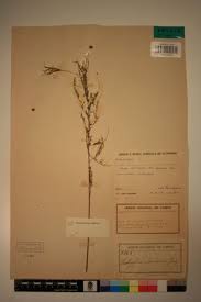 Image result for Indigofera dendroides