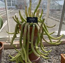 Image result for Monadenium