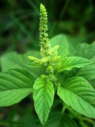 Image result for Amaranthaceae