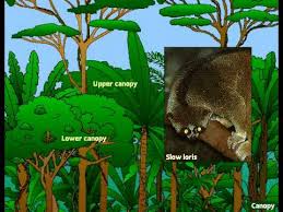 Finding entire groups of animals that complete their entire lives high in the canopy, out of reach of scientists, has created another world. Layers Of A Rainforest Youtube