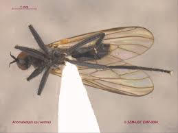 Image result for Empogona sp. A