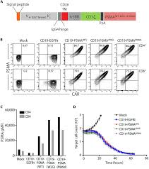 Maybe you would like to learn more about one of these? Imaging Car T Cell Therapy With Psma Targeted Positron Emission Tomography Science Advances